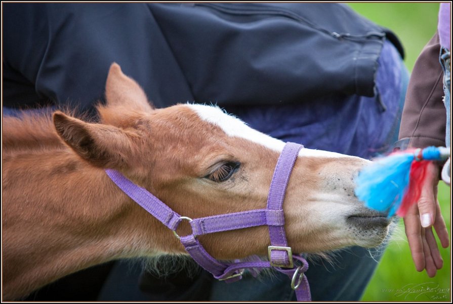 Asbach Fohlenshow 2014 092